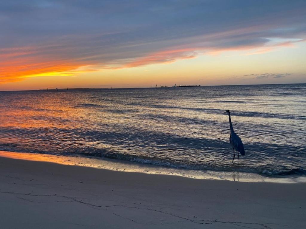Budget Friendly Condo Within Walking Distance To The Beach! Gulf Shores Extérieur photo